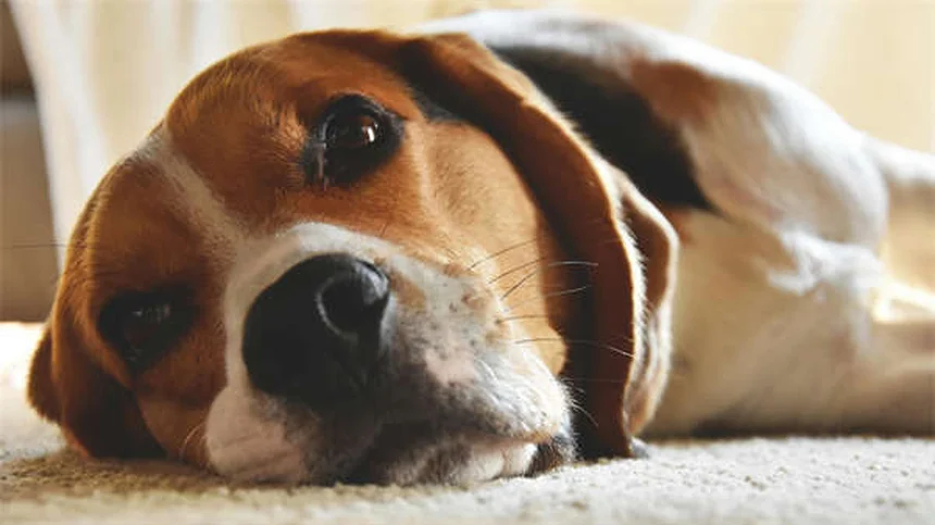 7 Proven Ways to Calm Your Dog During Fireworks (That Actually Work)