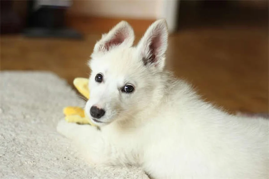 7 Proven Ways to Calm Your Dog During Fireworks (That Actually Work)