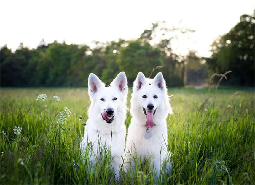 Cytopoint for Dogs: Itch Relief That Actually Works