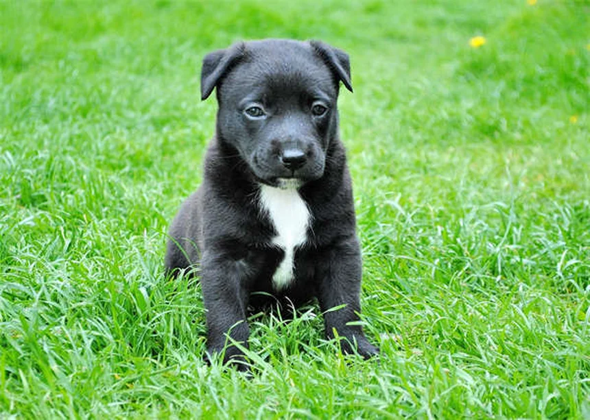 Dog Vomiting Blood? 5 Emergency Steps Every Owner Must Know
