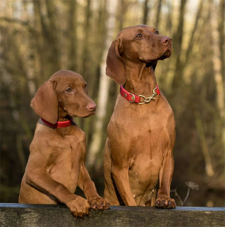 Dog Vomiting Blood? 5 Emergency Steps Every Owner Must Know