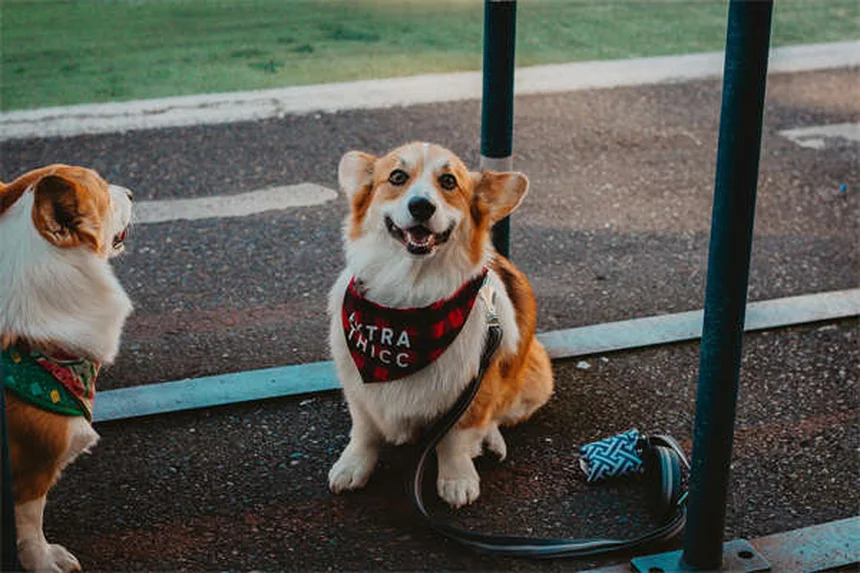 Puppy-Proofing Your Home: 10 Must-Know Safety Tips for New Dog Owners