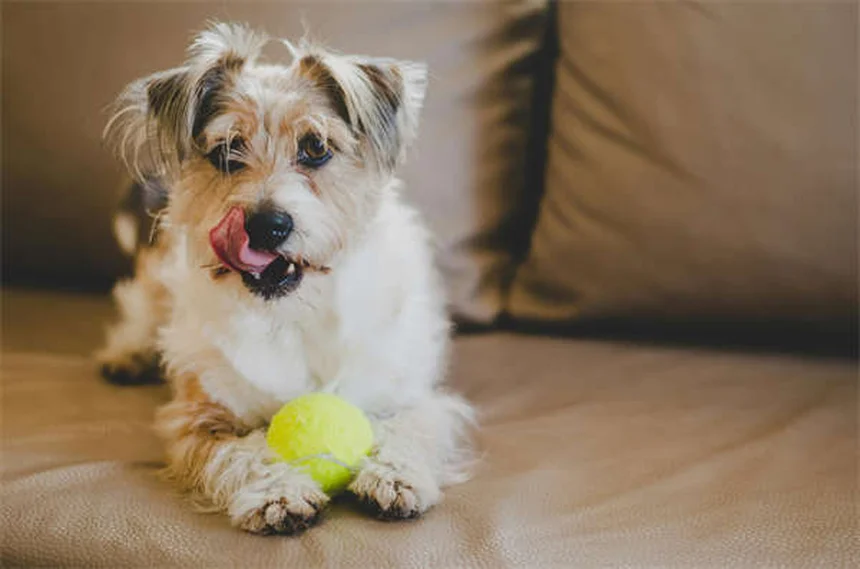 Puppy-Proofing Your Home: 10 Must-Know Safety Tips for New Dog Owners