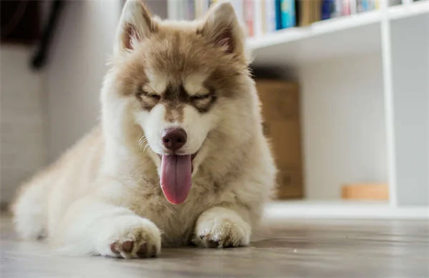 Can Ticks Jump? The Truth About How Ticks Get on Dogs