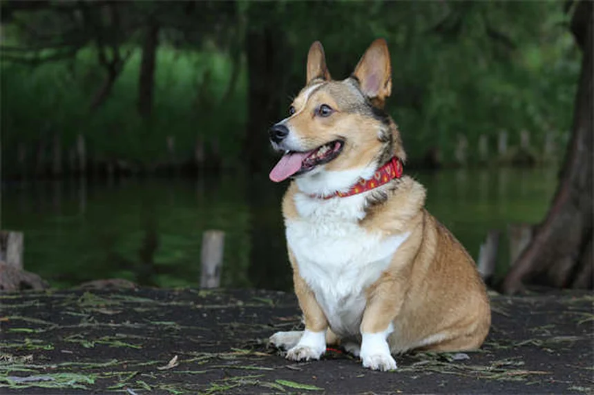 Can Ticks Jump? The Truth About How Ticks Get on Dogs