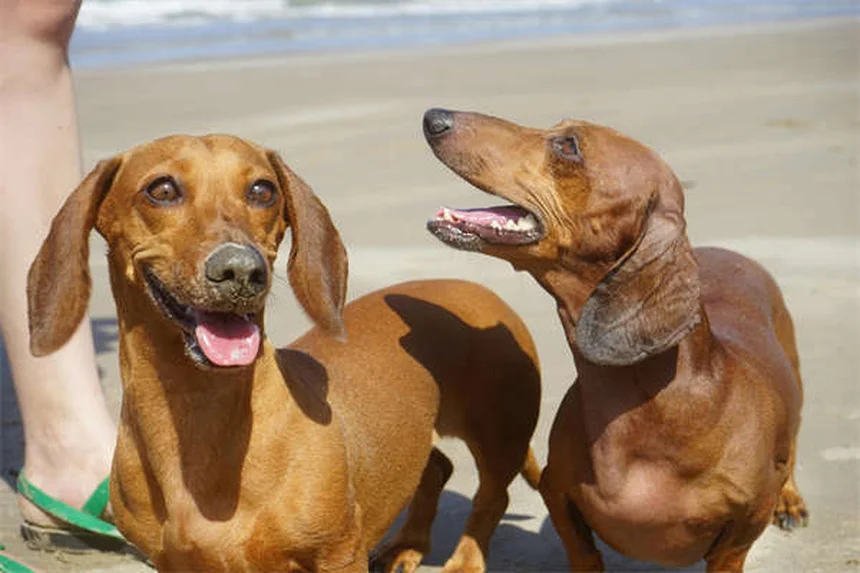 Can Ticks Jump? The Truth About How Ticks Get on Dogs