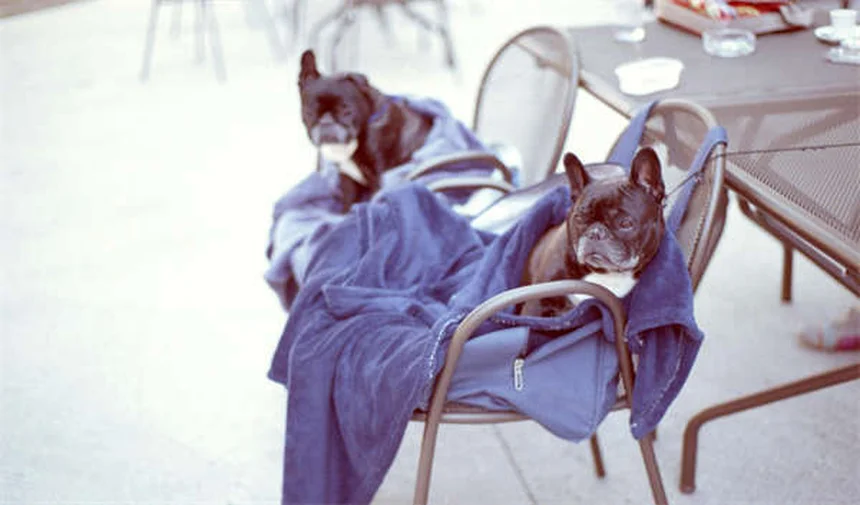 Clostridial Enterotoxicosis in Dogs: Symptoms, Treatment & Prevention