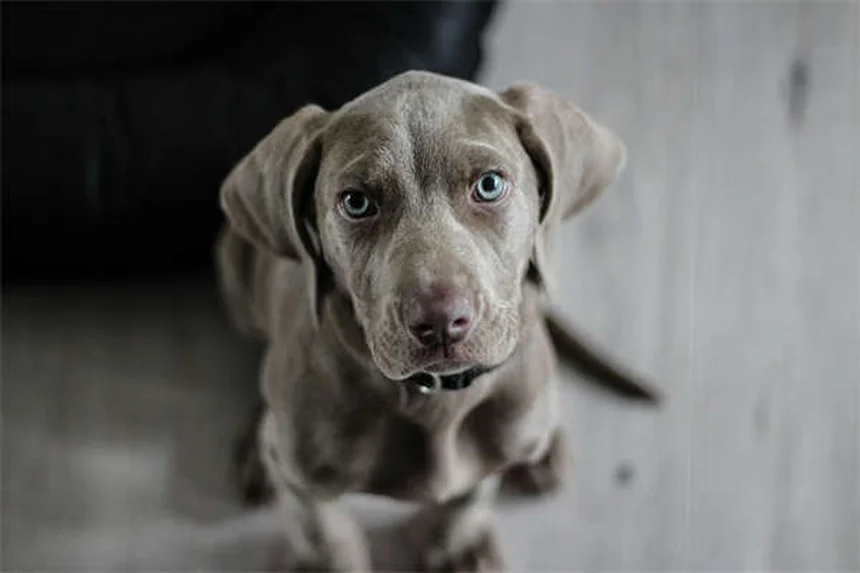 Clostridial Enterotoxicosis in Dogs: Symptoms, Treatment & Prevention