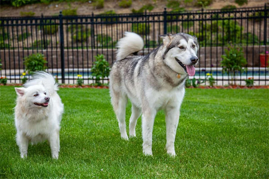 Dog Urine Crystals: What Every Pet Owner Needs to Know