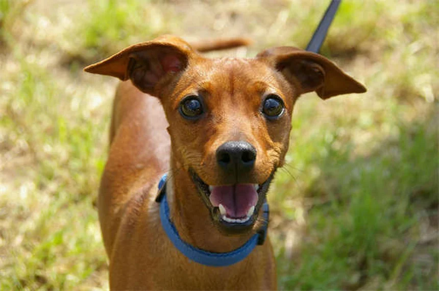 Best Dog Breeds for First-Time Owners: 21 Perfect Pups for New Pet Parents