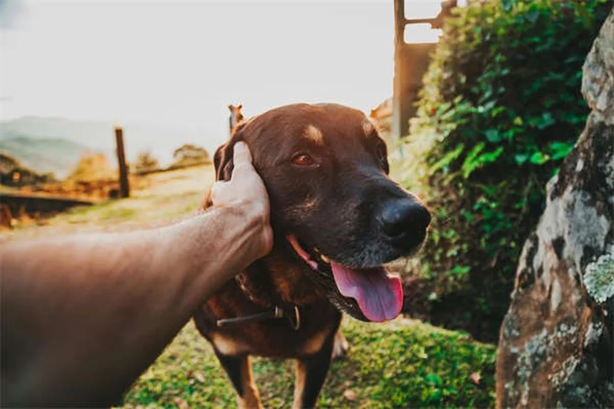 5 Essential Dog Beach Safety Tips Every Pet Owner Needs