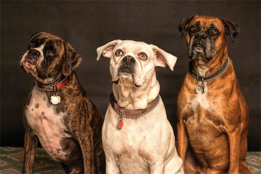 5 Essential Dog Beach Safety Tips Every Pet Owner Needs
