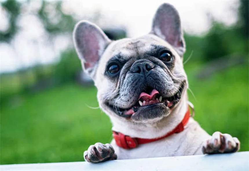 5 Essential Blood Tests Your Dog or Cat Needs for Optimal Health