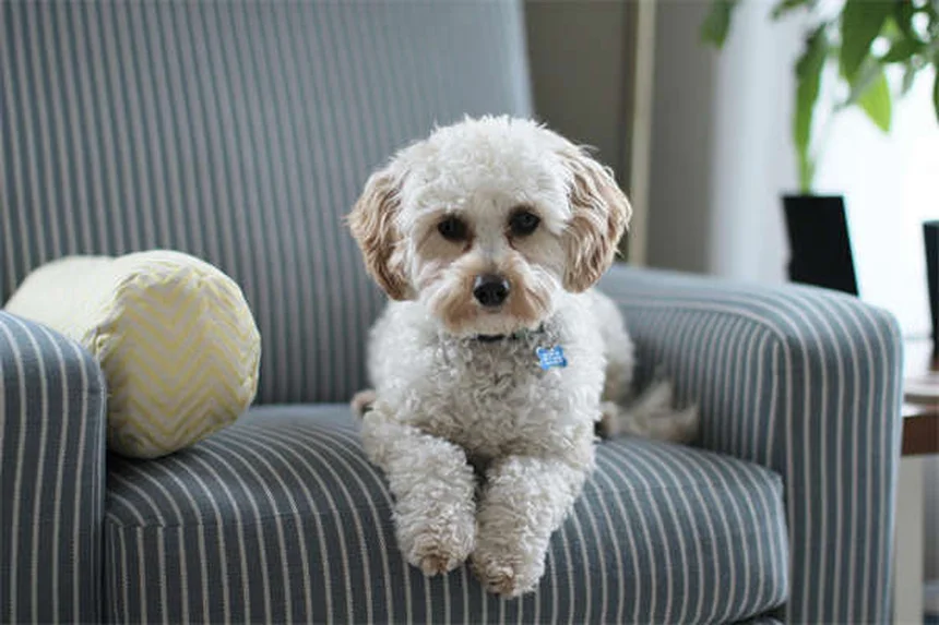 5 Essential Blood Tests Your Dog or Cat Needs for Optimal Health